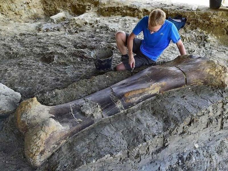 Францаас олдсон 140 сая жилийн настай 500 кг жинтэй үлэг гүрвэлийн дунд чөмөгний яс