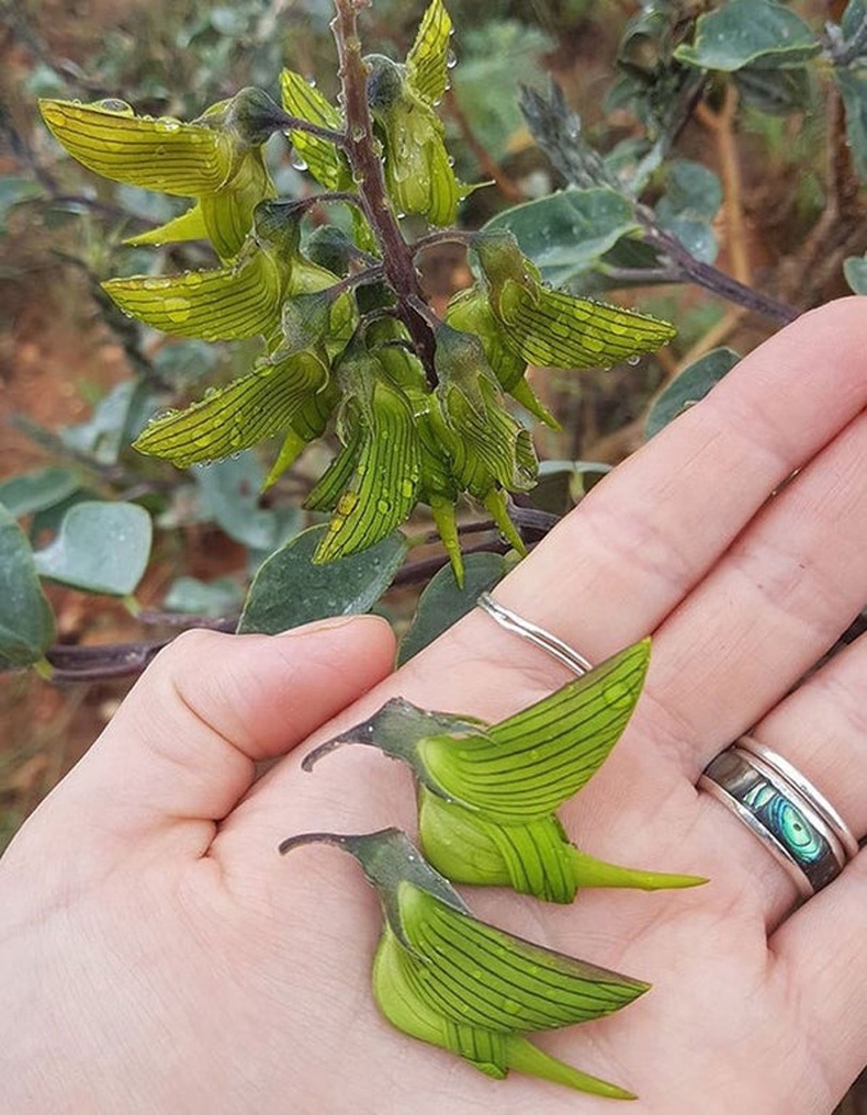 Шувууг санагдуулам навчтай Crotalaria cunninghamii хэмээх ургамал Австралид бий