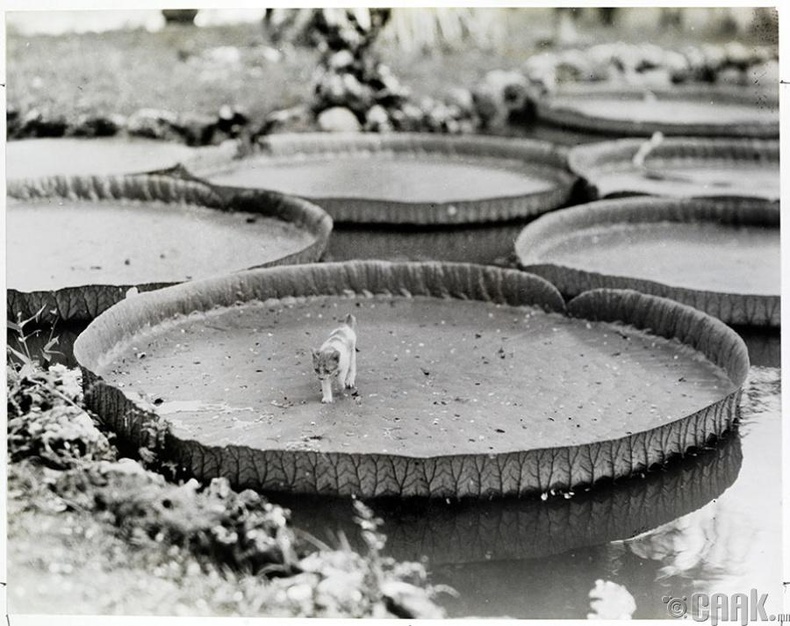 Усны мандал дээрх цэцгэн дээр байгаа бяцхан муурын зулзага, Филиппин 1935 он