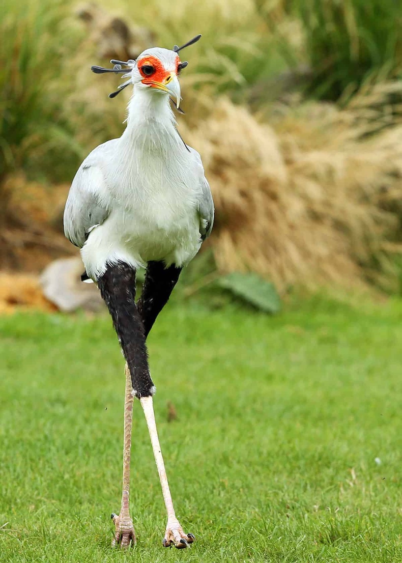 Африкт байдаг энэхүү шувууг "Нарийн бичиг шувуу" (Secretary bird) гэж нэрлэдэг. Хөл нь маш хүчтэй бөгөөд могойг дэвсэж алаад идчихдэг гэнэ.