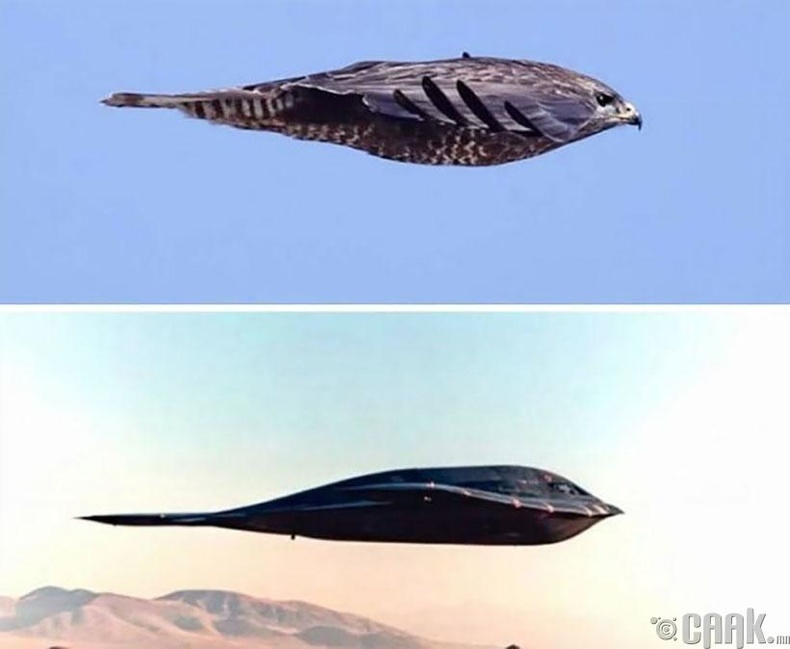 Northrop B-2 "Spirit" бөмбөгдөгч онгоц болон шонхор шувуу