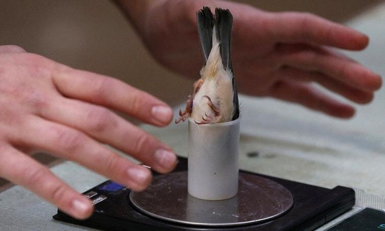 Амьтан судлаачид ингэж шувууны жинг хэмждэг