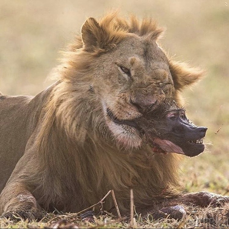 Нохой сармагчин идэж буй арслан