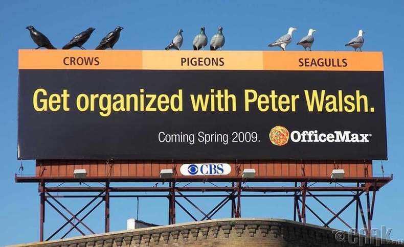"Peter Walsh" шувуудыг ч гэсэн зохион байгуулж чадна.