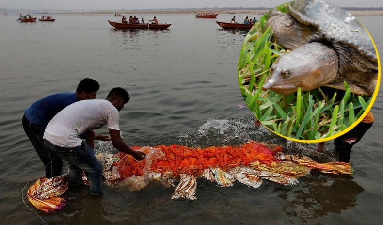 Энэтхэг яагаад хүний мах иддэг 25 мянган яст мэлхийг Ганга мөрний усанд тавьсан бэ?