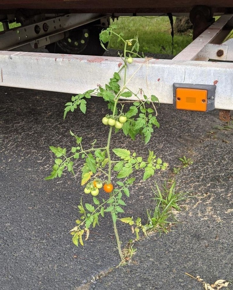 Засмал зам дээр ургасан улаан лооль