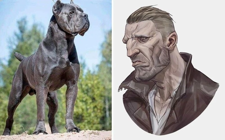 Cane Corso үүлдрийн нохой