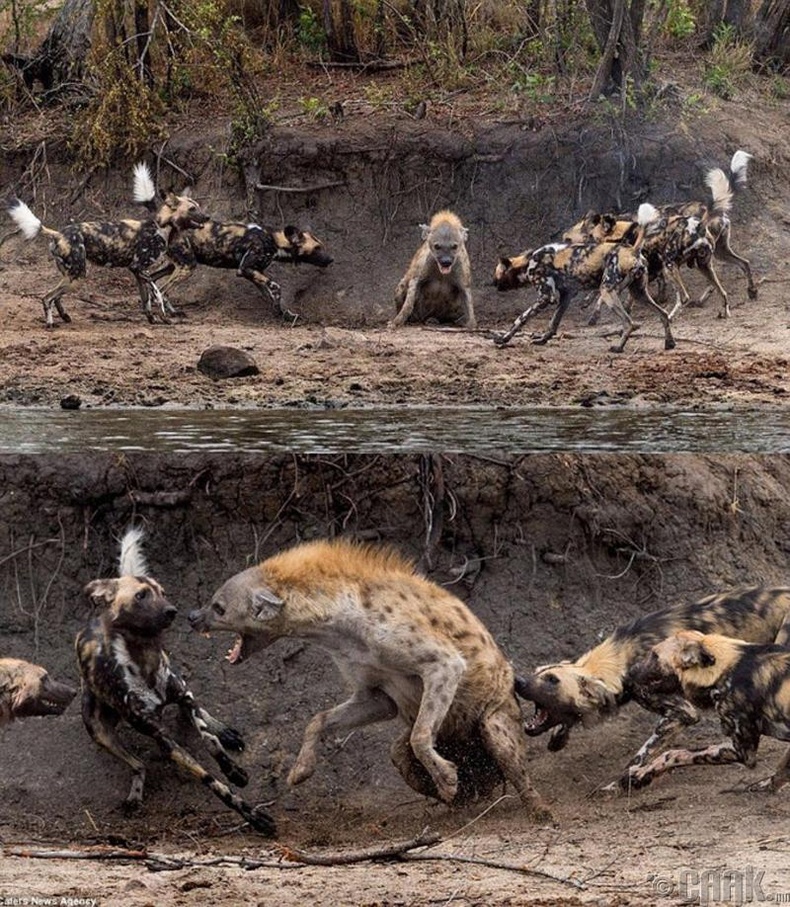 Цөөвөр чоно Африкийн зэрлэг ноходтой ганцаараа тулгарчээ