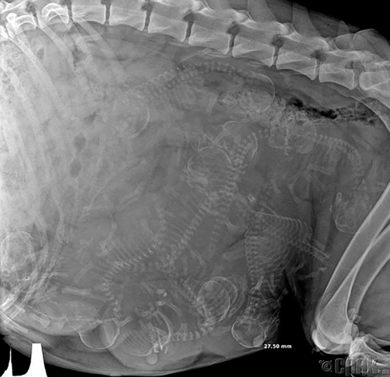 Хээлтэй нохойны рентген зураг