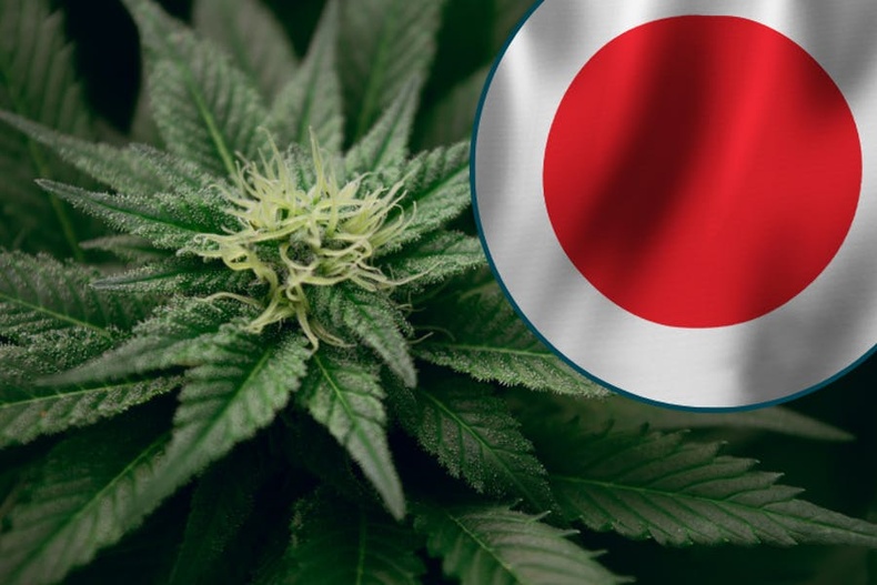 Японы Эрүүл мэндийн яам марихуаныг эмнэлгийн зориулалтаар ашиглахыг хуульчилж байна