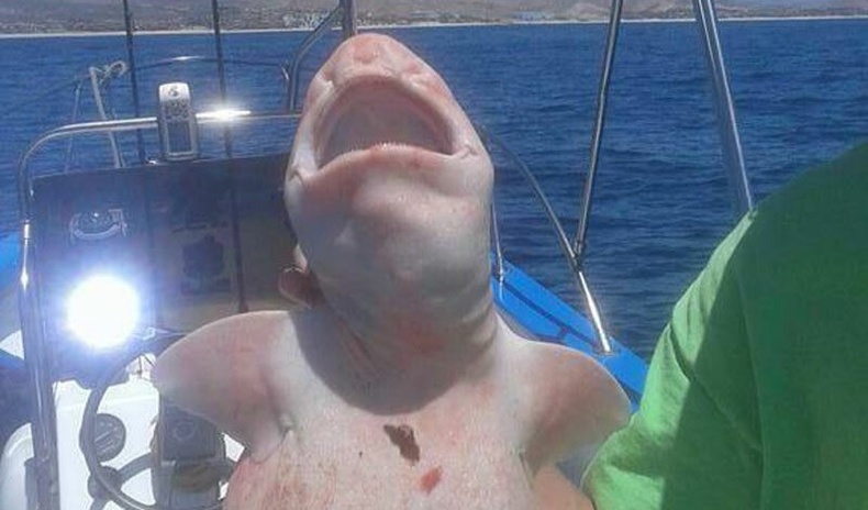 Мексик загасчид харь гаригийн гэмээр айдас хүргэм төрхтэй аварга загас барьжээ