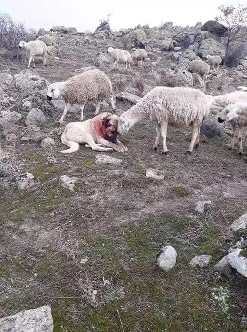 Сүргээ чонын дайралтаас хамгаалаад шархадсан хоньч нохой