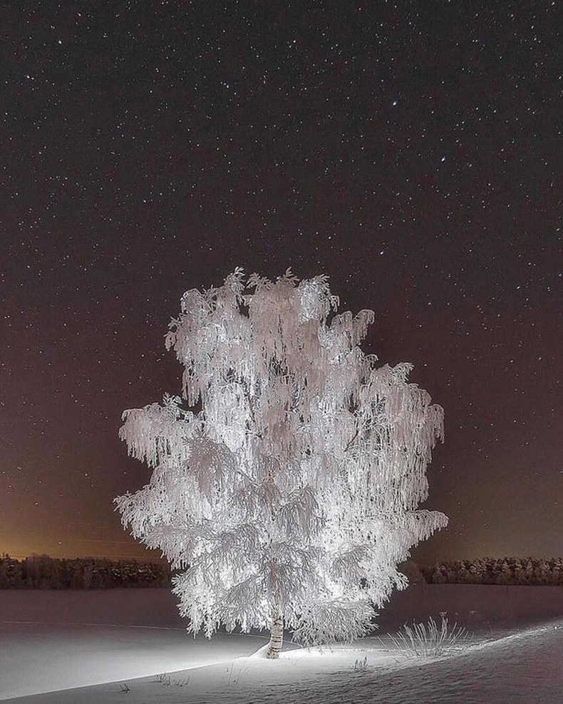 Цан тогтсон хус мод