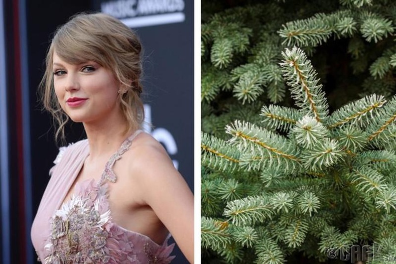 Дуучин Тэйлор Свифт (Taylor Swift) халаасны мөнгө олохын тулд зул сарын мод зардаг байжээ