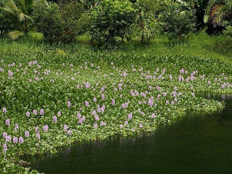 Усны хэлгий цэцэг (Eichhornia crassipes)
