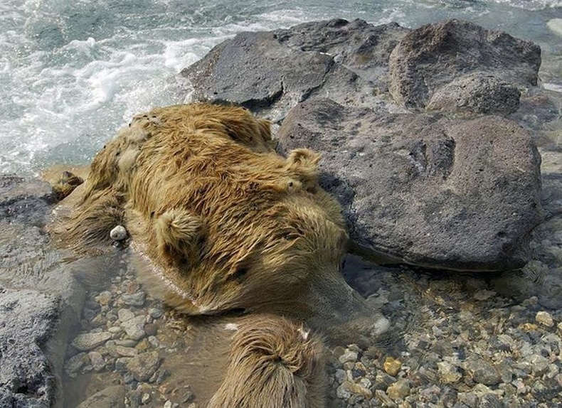 Үхлийн хөндий, Камчатка - Хүчилд хордож үхсэн амьтад