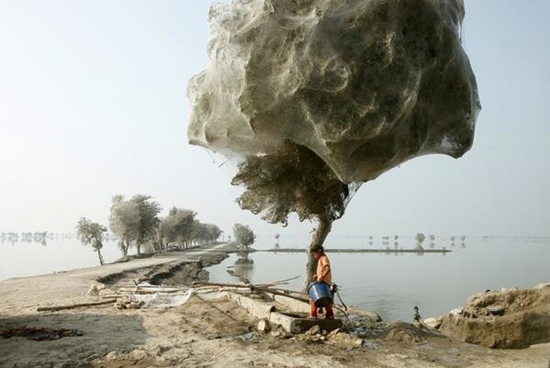 Аалзны шүлсэнд хучигдсан модод, Пакистан