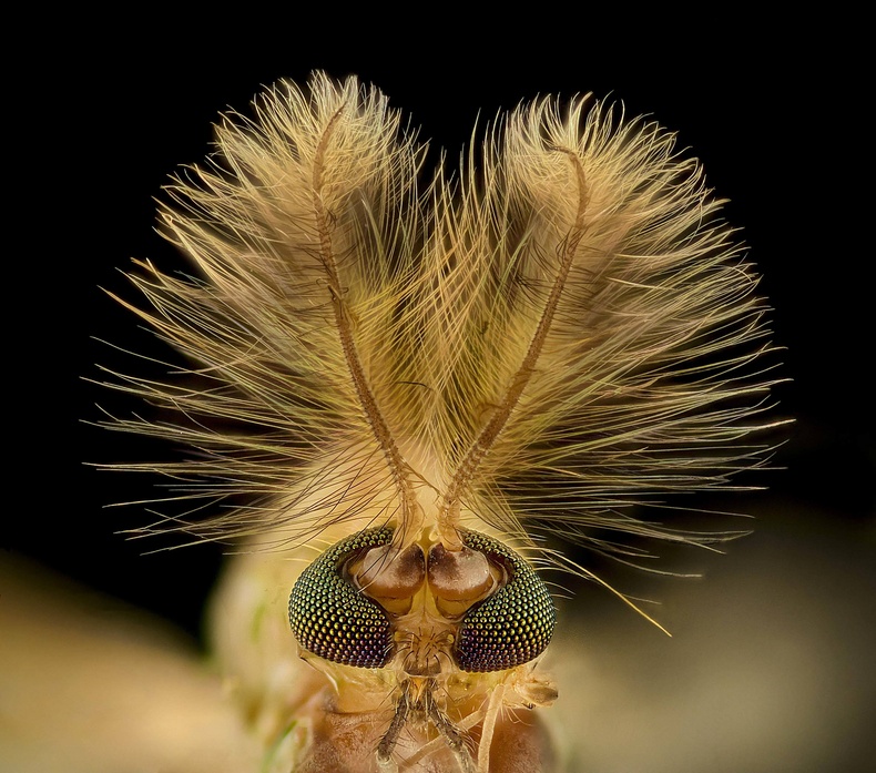 Дэлэнч, (Chironomidae diptera) 9 дахин томруулсан