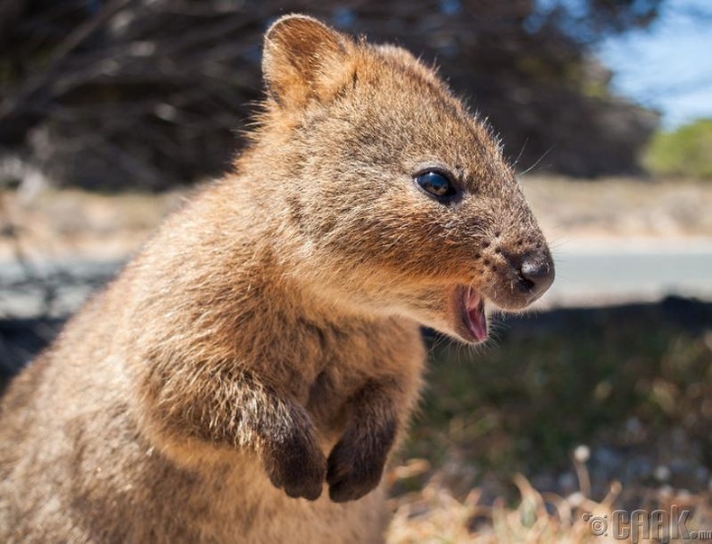Австралийн квокка мэрэгч нь дэлхийн хамгийн аз жаргалтай амьтан юм