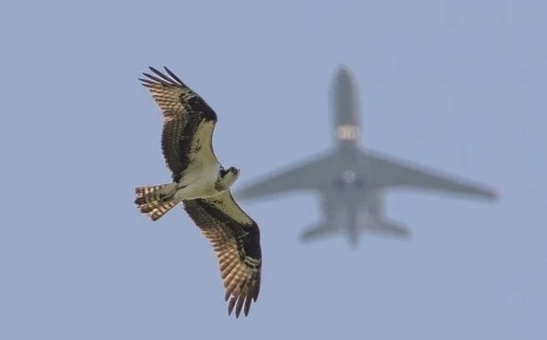 "Онгоцны зургийг авах гэж байтал энэ шувуу гэнэт ороод ирсэн"