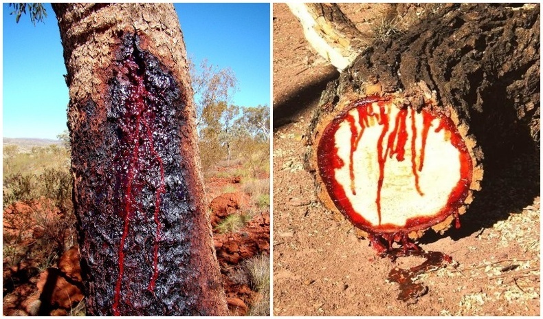 Зөвхөн Африкт байдаг "цусаар уйлдаг" мод
