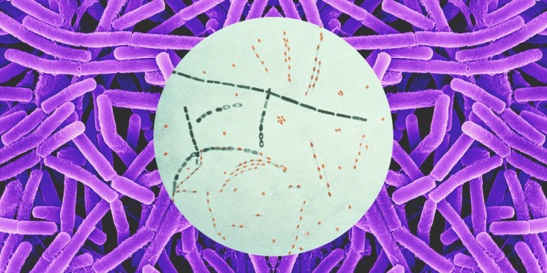 Боом өвчин (Bacillus Anthracis)