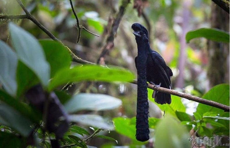 Эквадорын шүхэрт шувуу