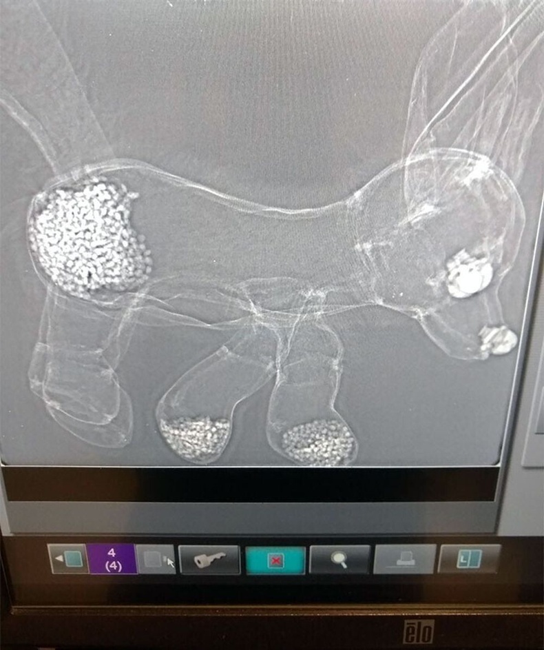 Хүүхдийнхээ чихмэл үнэгний рентген зургийг авчээ