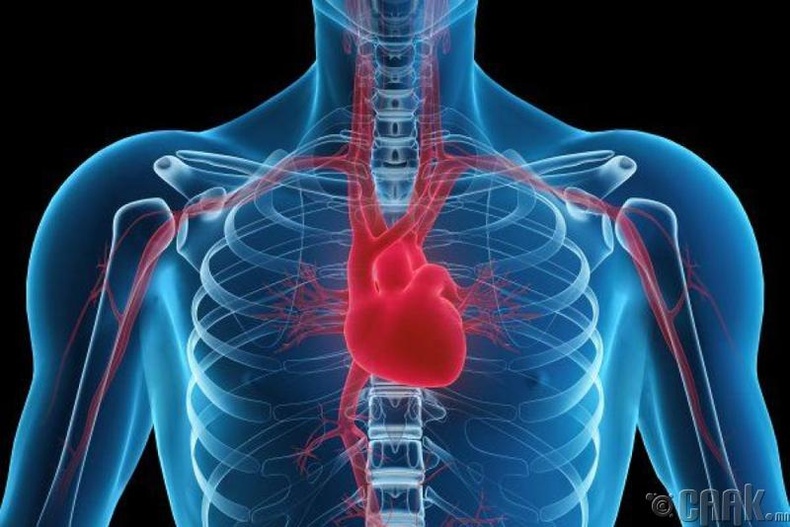 Зүрх судасны үйл ажиллагааг сайжруулна