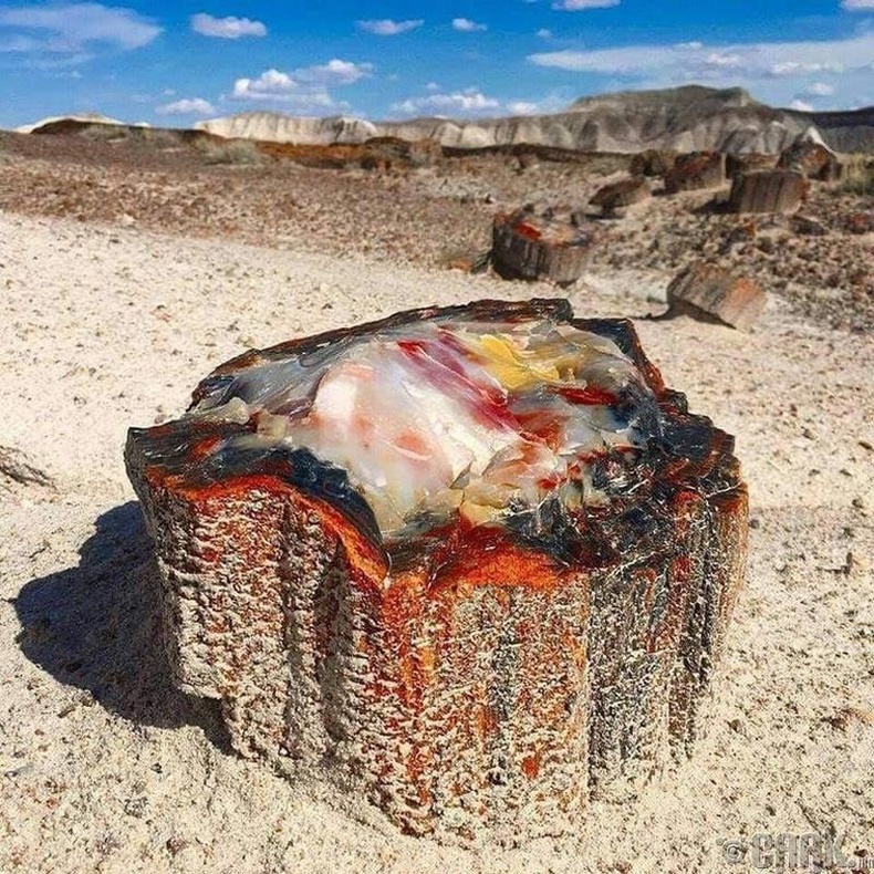Аризона дахь 225 сая жилийн настай чулуужсан мод