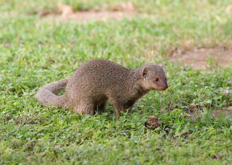 Энэтхэг дорго (Herpestes auropunctatus)