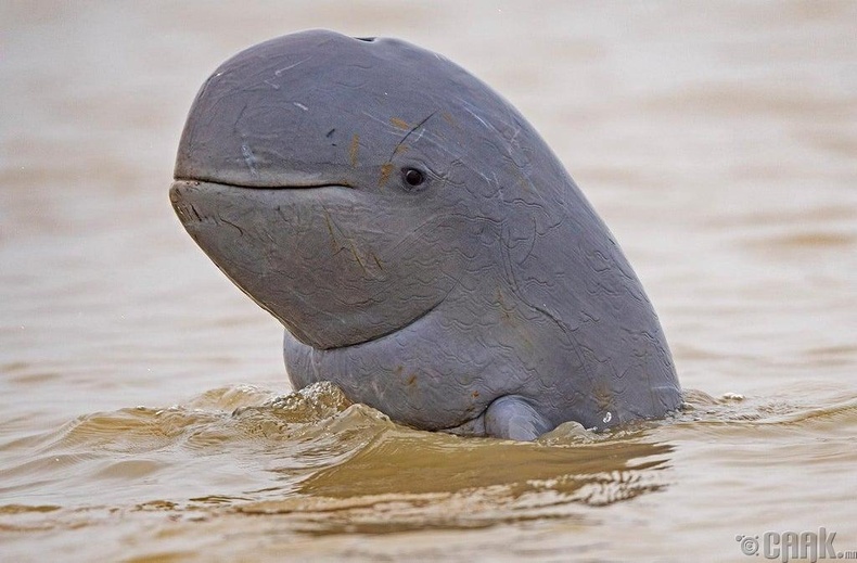 Энэхүү сонирхолтой төрхтэй дельфин нь зөвхөн Иравади мөрөнд байдаг бөгөөд ердөө 92 тоо толгой үлджээ