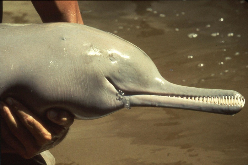 Ганга мөрний дельфин үргэлж булингартай усанд амьдардаг тул байгалийн шалгарлаар нүд нь бараг үгүй болжээ