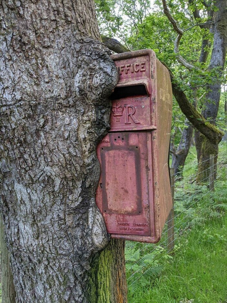 Хуучны шуудангийн хайрцгийг мод аажмаар "залгижээ"