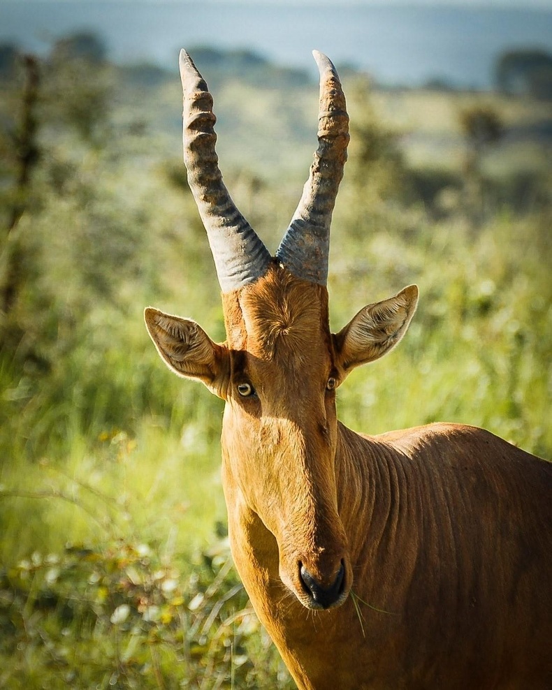 Африкт байдаг Lelwel hartebeest хэмээх гөрөөс