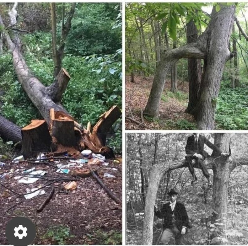 150 жилийн настай модыг гар нь загатнасан нөхөд унагаажээ