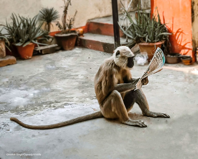Хиртик Синг - Сонин уншиж буй сармагчин