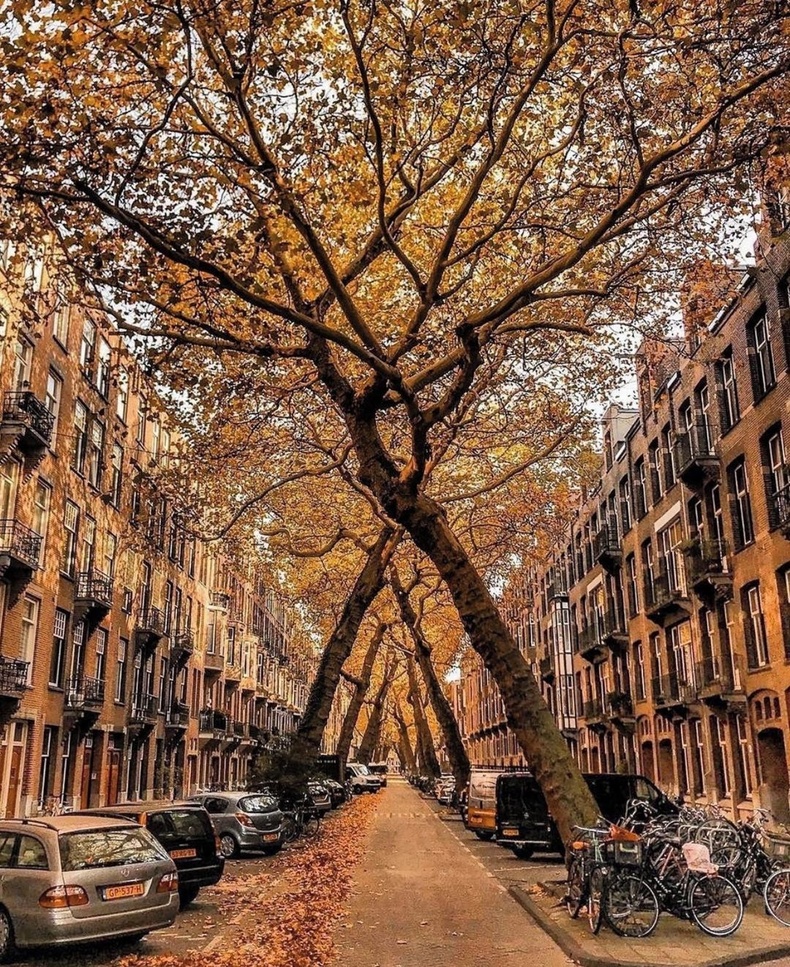 Амстердамын гудамжин дахь зөрж ургасан модод