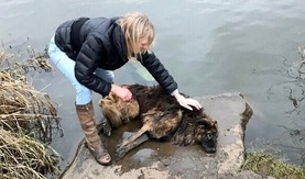 Хөлд нь чулуу оосорлоод усанд живүүлсэн нохойг буянтай эмэгтэй аварч, эзэнтэй болгожээ