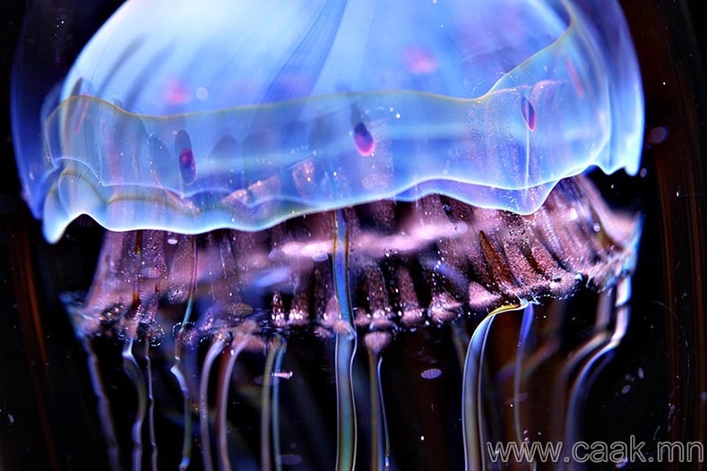 “Jellyfish”-д хатгуулах