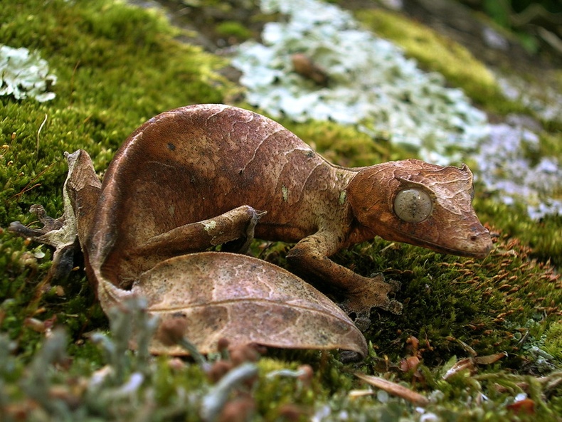 Мадагаскарын навчин сүүлт гүрвэл (Uroplatus phantasticus)