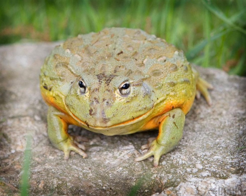 Намибийн аварга үхэр мэлхий (Giant Namibian Bullfrog)