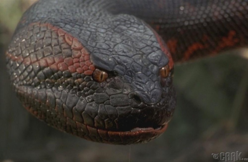 Аварга анаконда (The Giant Anaconda)