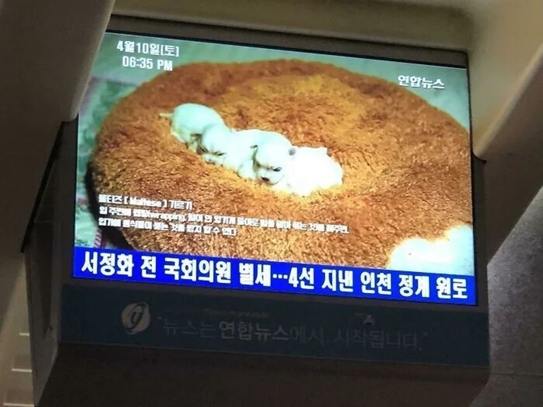 Солонгосын галт тэрэг доторх дэлгэцээр үргэлж шинэ төрсөн гөлөгнүүдийн бичлэг гаргадаг нь зорчигчдыг тайвшруулж амраах зорилготой