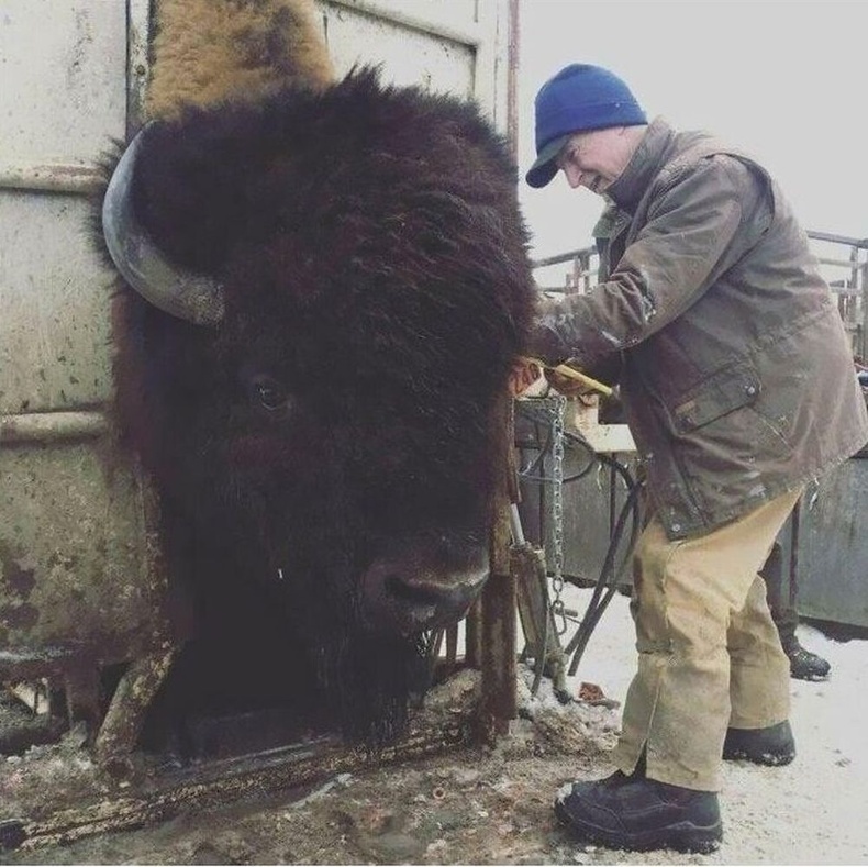 Тонн гаруй жинтэй бизоноос цусны шинжилгээ авах амаргүй гэнэ.