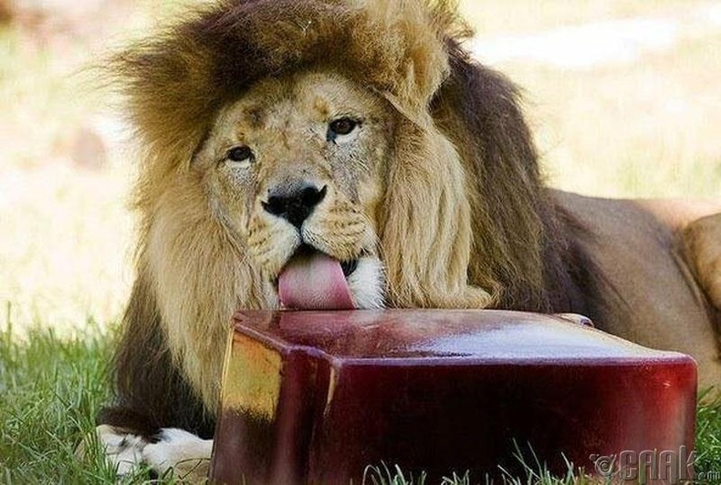 Мельбурний амьтны хүрээлэнд, дулаан уур амьсгалд зохицохын тулд арслангууд хөлдүү цусаар хооллодог