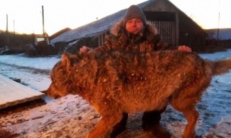 Орос эр чонотой нүцгэн гараараа тулалдаад ялжээ (Бичлэг)