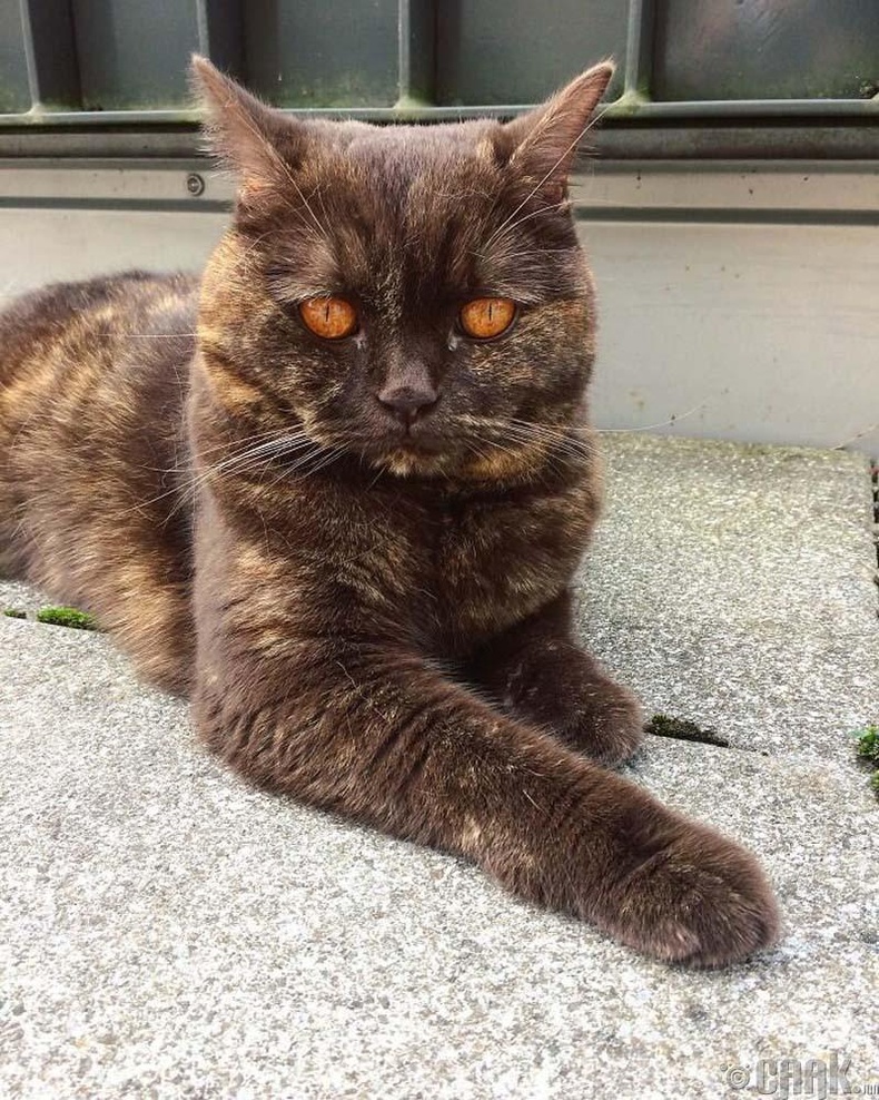 Өвөрмөц өнгийн нүдтэй муур