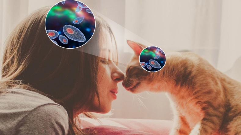 Муурнаас халдварладаг "токсоплазм" шимэгч нь хүний зан араншинд нөлөөлдөг