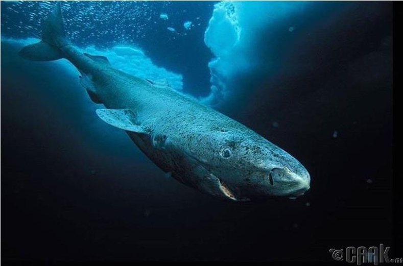 Гренландын аварга загас
